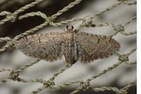 Eupithecia ultimaria
