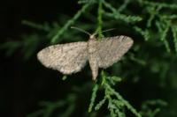 Eupithecia ultimaria