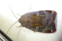 Noctua janthe/janthina
