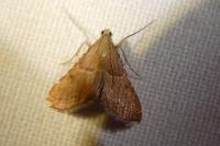 Endotricha flammealis