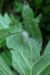 Euchalcia variabilis