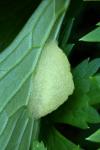 Polychrysia moneta