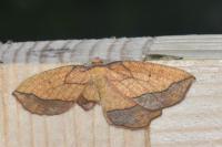 Epione repandaria