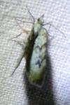 Chloroclystis v-ata