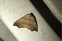 Laspeyria flexula