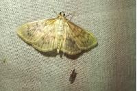 Patania ruralis