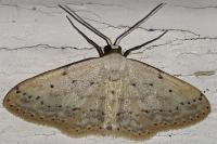 Idaea seriata