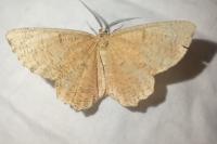 Angerona prunaria