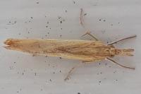 Pediasia luteella