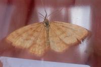 Idaea serpentata