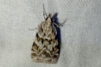 Scoparia pyralella
