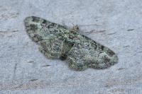 Pasiphila rectangulata