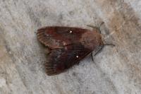 Dendrolimus pini pini