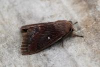 Dendrolimus pini pini