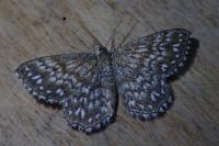 Scopula tessellaria
