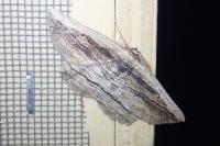 Menophra nycthemeraria