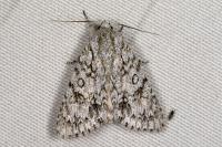 Acronicta aceris
