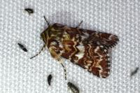 Anarta myrtilli