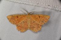 Angerona prunaria