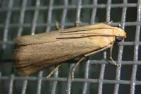 Eurhodope cirrigerella