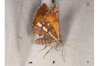 Bupalus piniaria