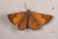 Bupalus piniaria