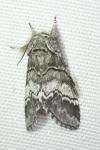 Drymonia querna