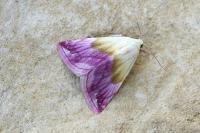 Eublemma purpurina