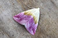 Eublemma purpurina