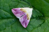 Eublemma purpurina