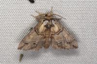 Drymonia velitaris