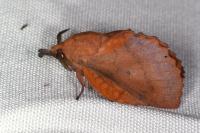 Gastropacha quercifolia