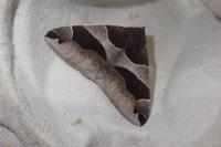 Dysgonia algira