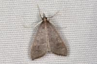 Mecyna asinalis