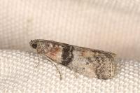 Sciota rhenella