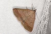 Zanclognatha lunalis
