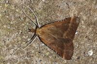 Synaphe punctalis