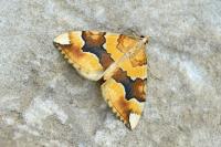 Cidaria fulvata