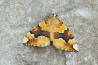 Cidaria fulvata