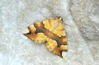Cidaria fulvata