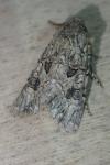 Anarta pugnax