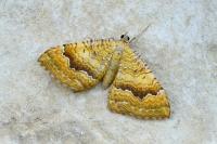 Camptogramma bilineata