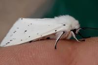 Spilosoma lubricipeda