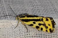Emmelia trabealis