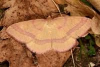 Rhodostrophia calabra