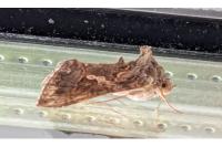 Trichoplusia ni