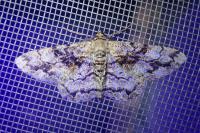 Peribatodes umbraria umbraria