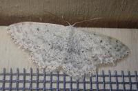 Scopula marginepunctata
