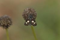 Eurrhypis pollinalis