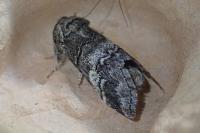 Drymonia querna
